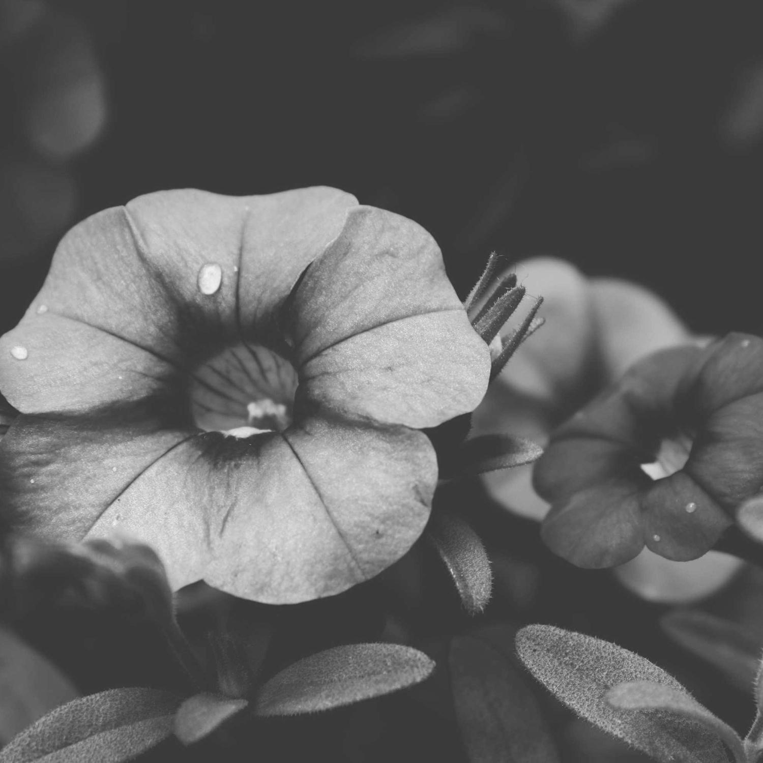 Petunia bloom, velvet shadow