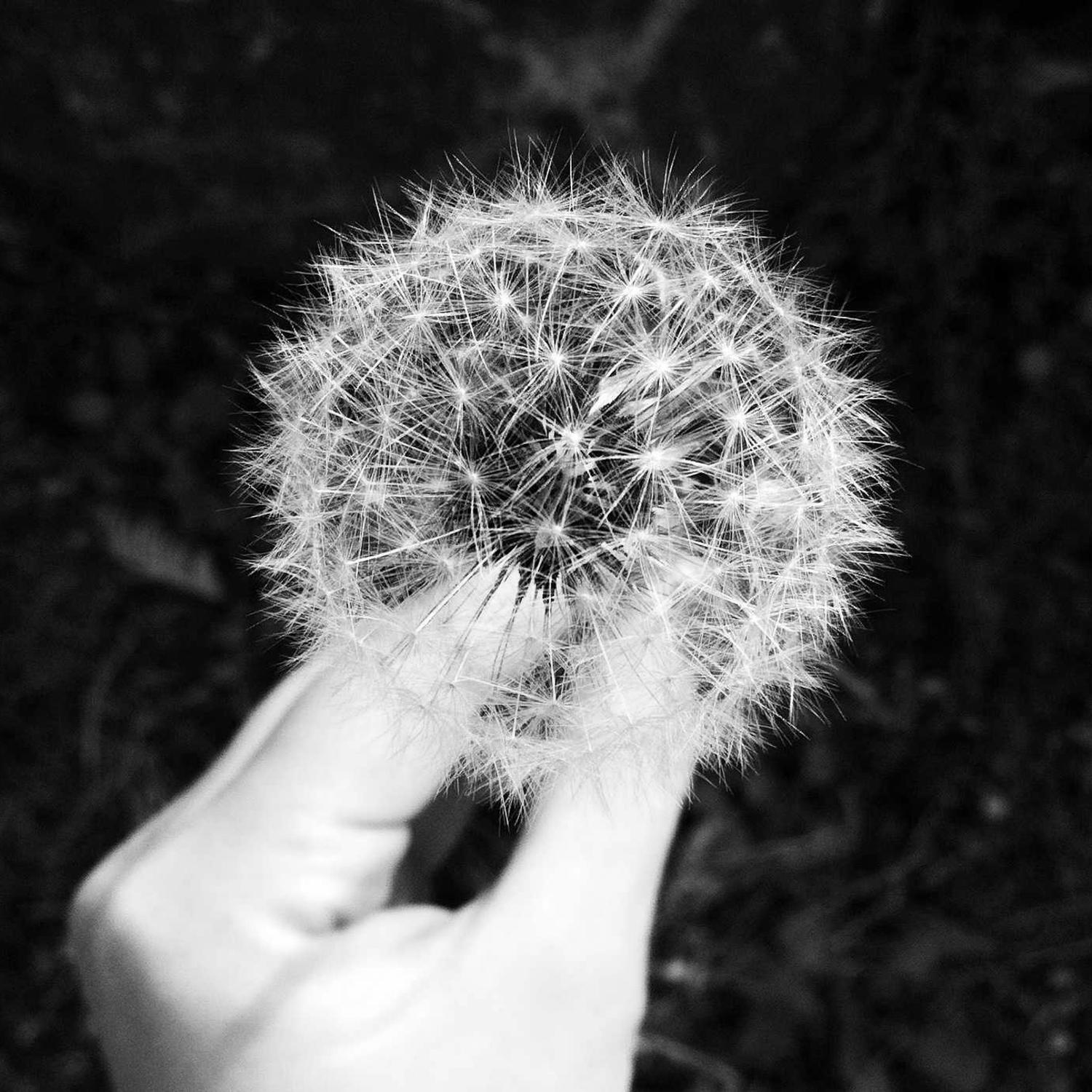 Hand holding a dandelion head to the light