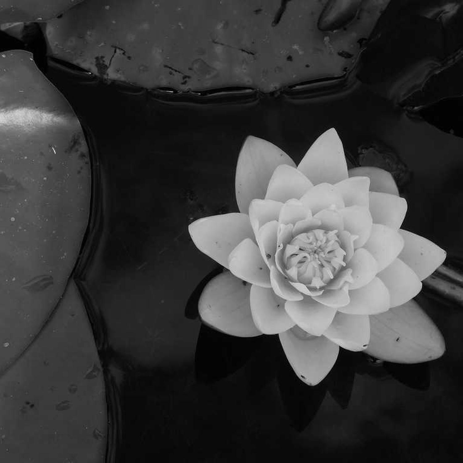 Water lily open, petals in hard focus