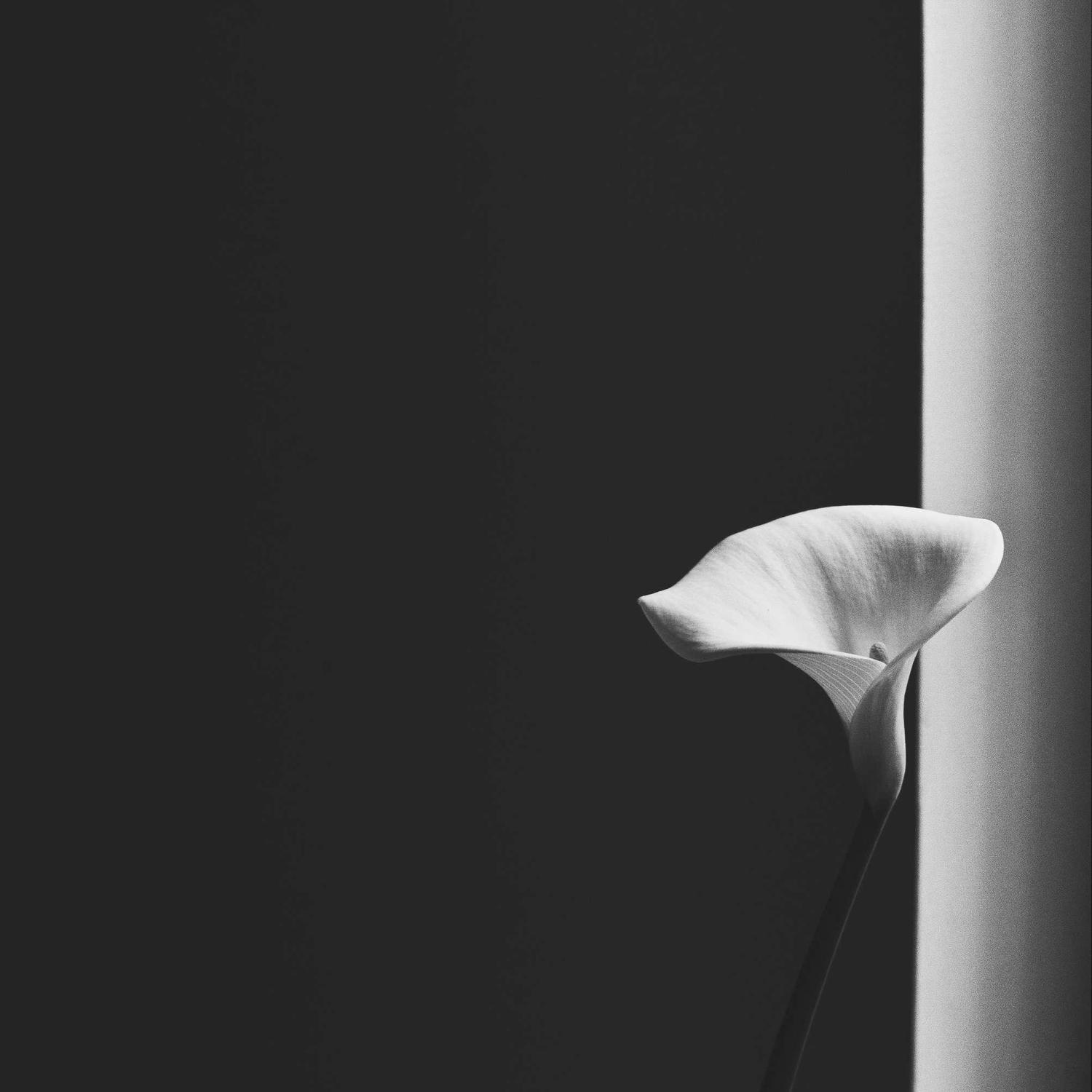 Calla lily against a dark ground, single stem